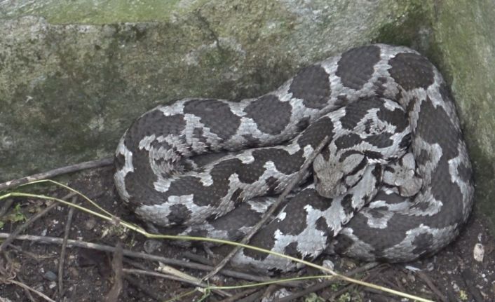 Bayramda engerek mesaisi