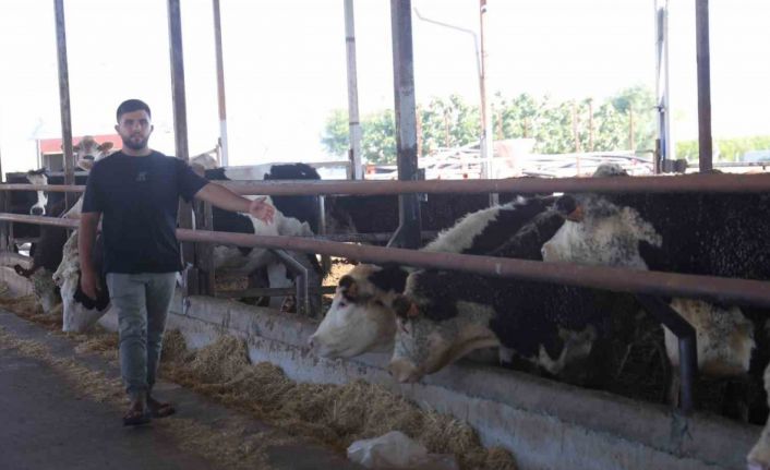 Besicinin ceylan gibi koşuyorlar dediği 300 bin TL değerindeki 3 angus sevkiyat esnasında kaçarak sırra kadem bastılar