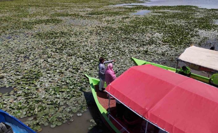 Beyşehir’de "Bangladeş Su Nilüferi" etkinlikleri