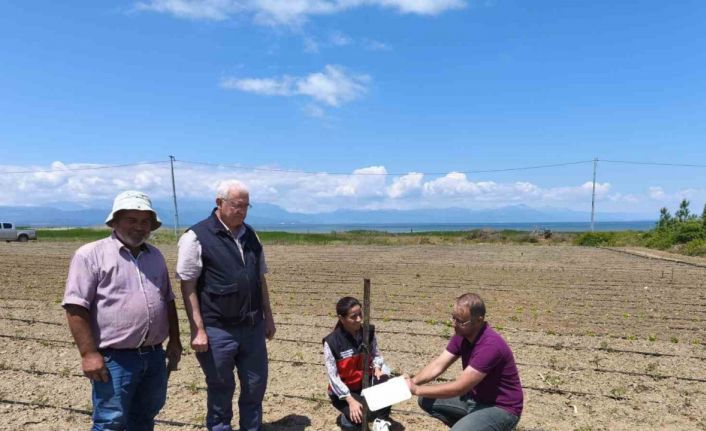 Beyşehir’de domates güvesi ile mücadele başladı