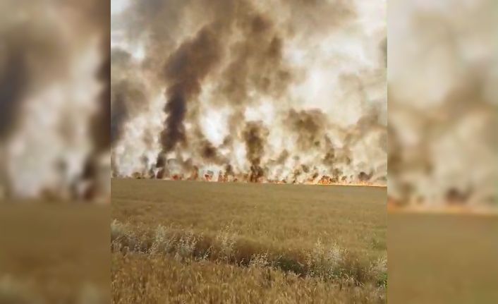 Biçerdöver patozuna giren tel yangına neden oldu, biçilmemiş buğday kül oldu