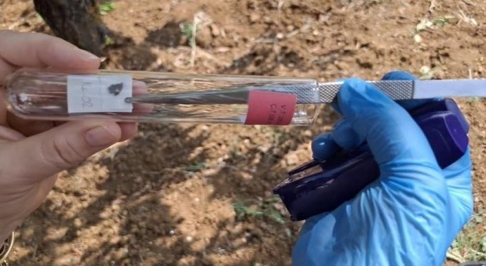 Bilecik’te görülen kahverengi kokarcaya samuray arısıyla çözüm