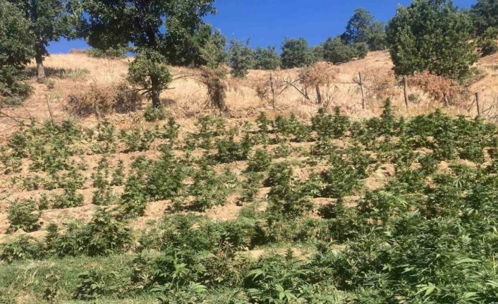 Bingöl’de 19 bin kök skunk bitkisi ele geçirildi