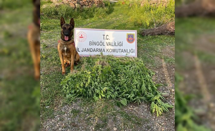 Bingöl’de 4 günde 14 bin 933 kök kenevir ele geçirildi