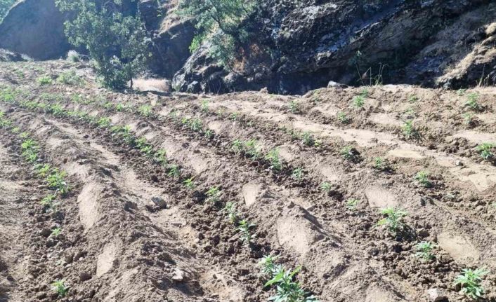 Bingöl’de uyuşturucu üretimine geçit yok