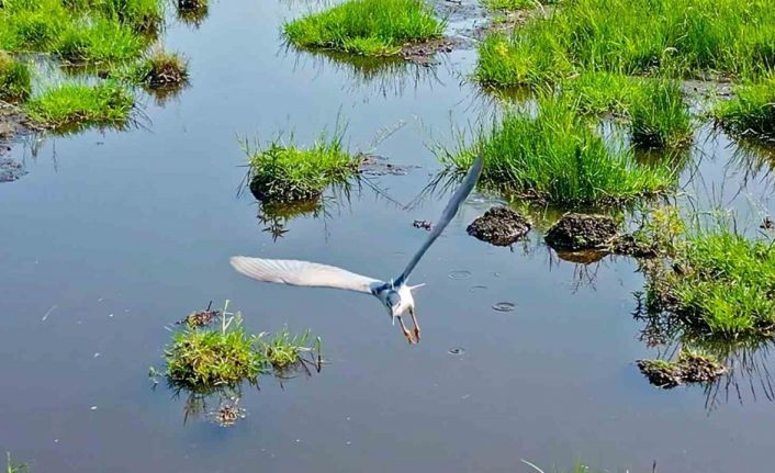 Bitlis’in sulak alanları kuş cennetini andırıyor
