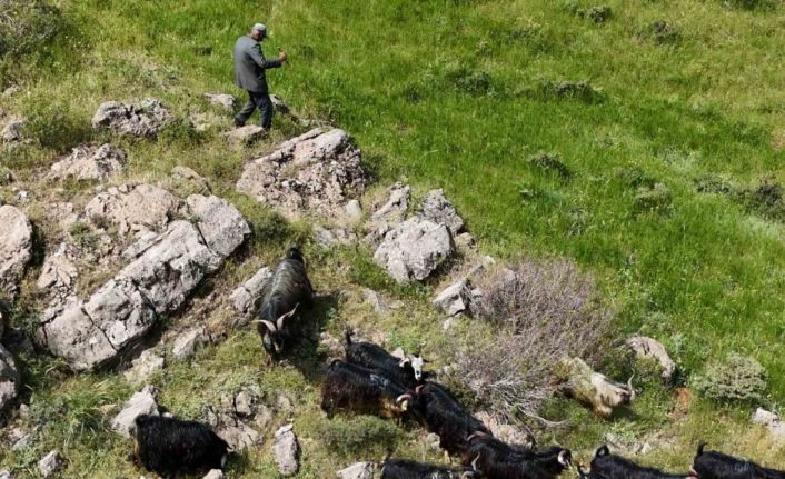Bitlis’te kaçan 26 kurbanlık keçi dronla bulundu