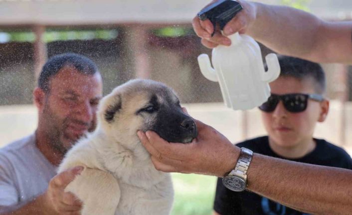 Bölgenin kabusu olan kenelerden korunmak için doğal karışım hazırladı