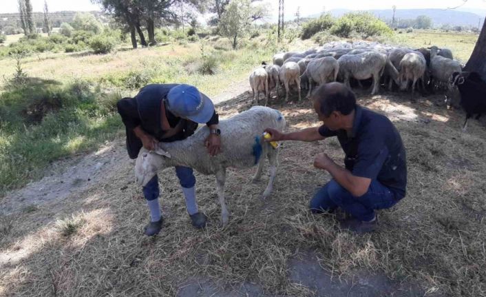 Bolu’da başıboş köpekler sürüye saldırdı: "Köpeklerle bizim başımız belada"