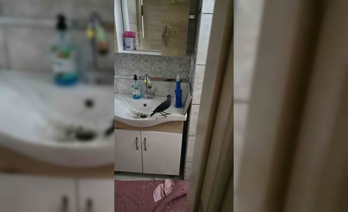 Boş eve girerek mahsur kalan yavru karga kurtarıldı