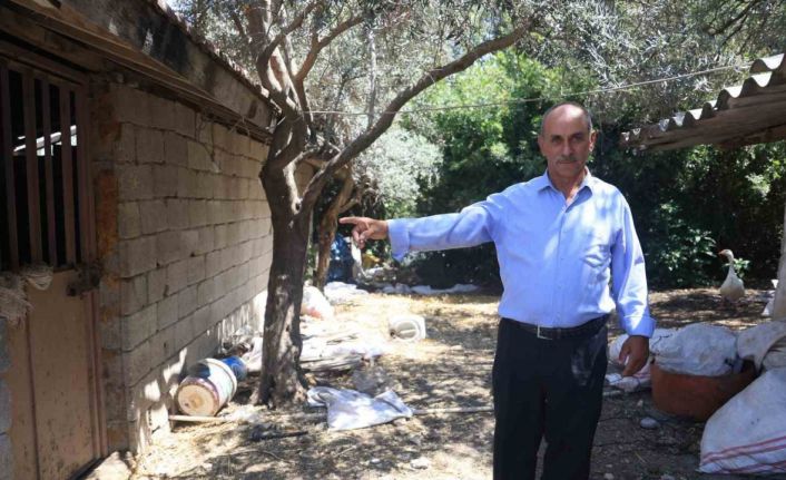 ‘Bu benim en uysal hayvanım’ dediği boğa, karayolunda trafiği durdurarak korku dolu anlar yaşattı