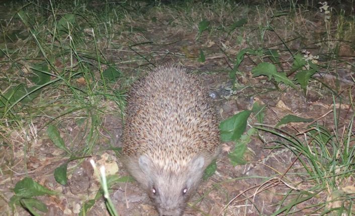 Buldan’da oklu kirpi kameralara yakalandı