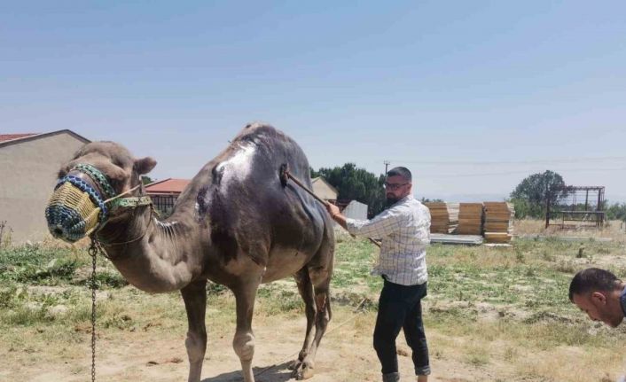 Buldan’da şampiyon deveye yaz bakımı