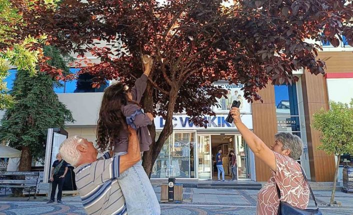Bulgaristanlı minik kızdan örnek davranış: Ağaçta mahsur kalan kediyi, dedesiyle birlikte kurtardı