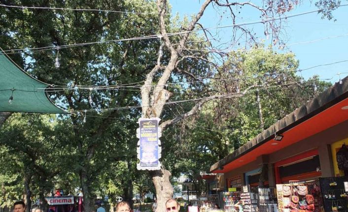 Burhaniye’ de kuruyan ağaçlar tehlike saçıyor