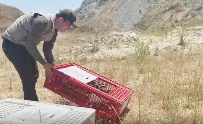 Bursa’da 100 keklik doğaya bırakıldı