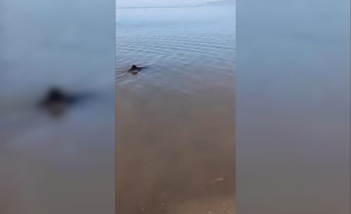 Bursa’da karaya vuran yunus kurtarıldı