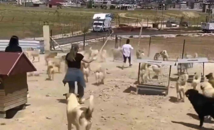 Büyükşehir Belediyesi bünyesinde faaliyet gösteren hayvan barınağında dehşete düşüren görüntüler