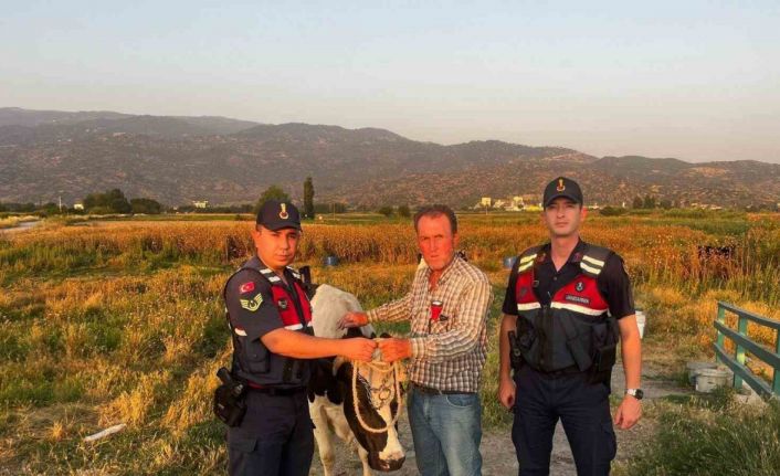 Çalınan hayvanı jandarma bularak sahibine teslim etti