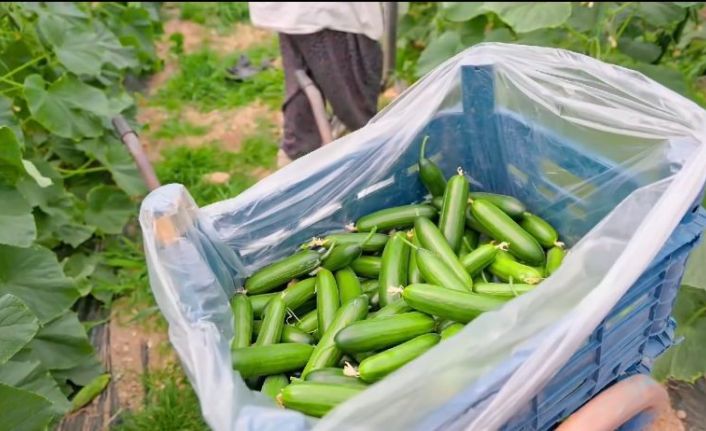 Çameli, Güney Kore sahnesinden dünyaya tanıtıldı