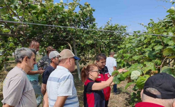 Çanakkale’de kahverengi kokarcalara karşı doğaya samuray arısı salındı