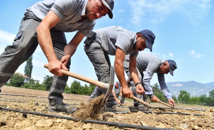 Çandır fasulyesi toprakla buluştu