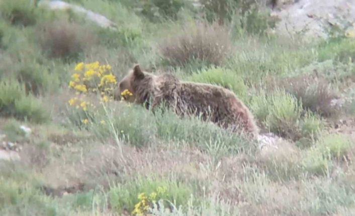 ’Canım’ diye seslendiği ayıyı kayıt altına aldı, o anlar tebessüm ettirdi