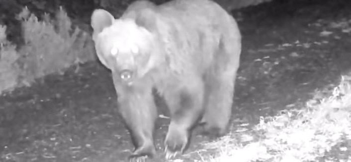 Çankırı’da ayı, yaralı kurt ve domuz sürüsü fotokapanda