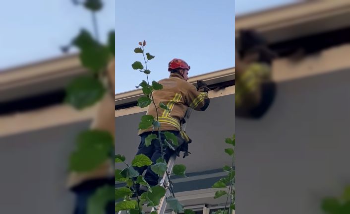 Çatıya sıkışan kuş itfaiye tarafından kurtarıldı