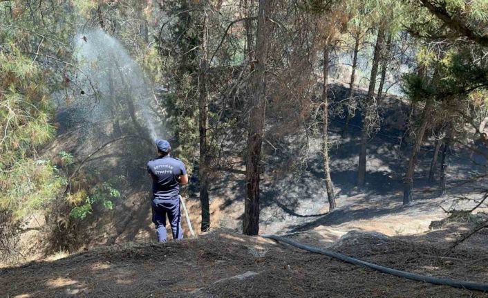 Çocukların çakmakla oyunu ormanı yaktı
