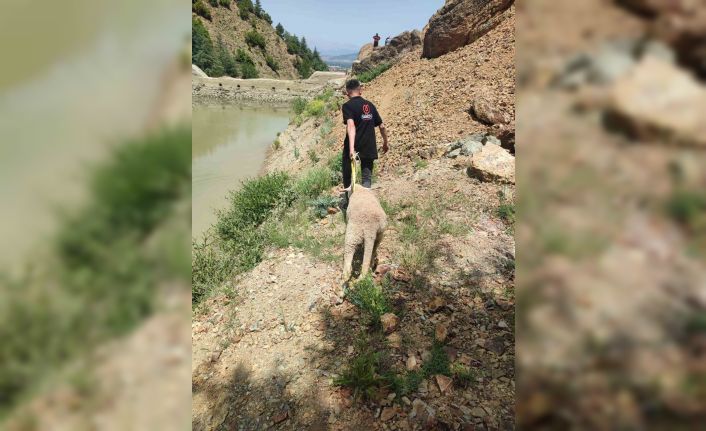 Dağlık alanda mahsur kalan kurbanlık koyunu ekipler kurtardı