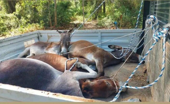 Datça Belediyesi’nden eşeklere eziyet iddiası