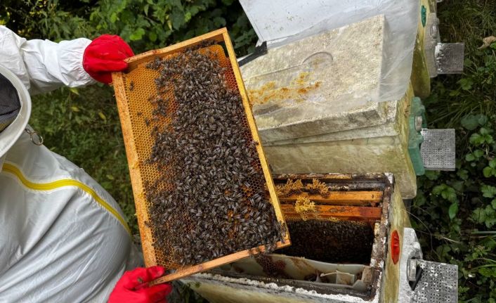 Dedesinin nasihatiyle başladı, şimdi 1 ton bal hedefliyor