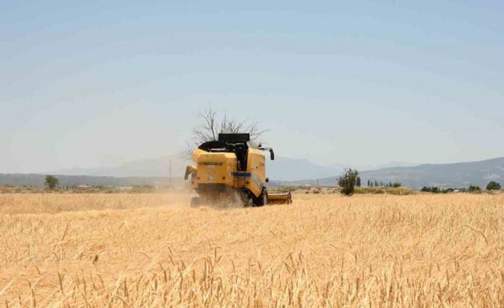 Denizli’nin hububat deposu Acıpayam’da arpa hasadı başladı