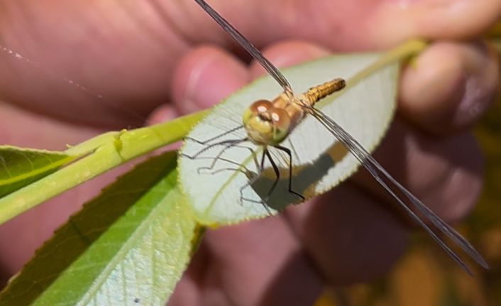 Diyadin’de doğanın objektife yansıyan zarafeti