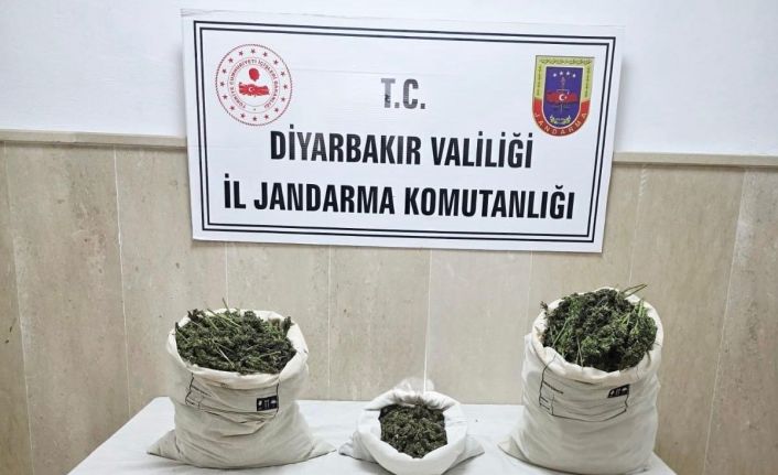 Diyarbakır’da 22 bin kök kenevir bitkisi ile 12 kilo esrar ele geçirildi