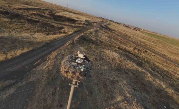 Diyarbakır’da leylekler yuvalarına döndü