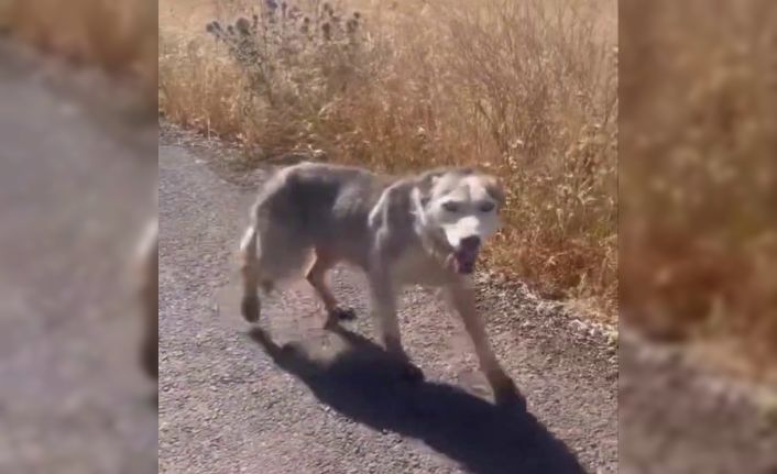 Diyarbakır’da melez kurdu evcil köpek çağırır gibi çağırdılar