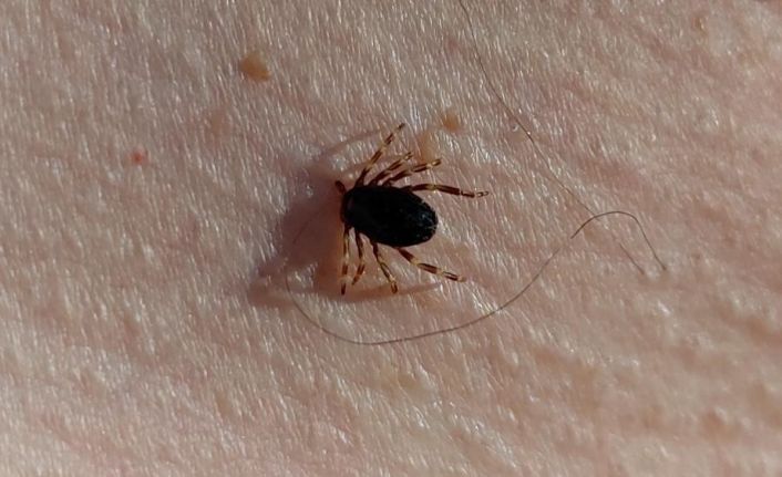 Doğu Karadeniz’de kene mevsimi sakin geçiyor