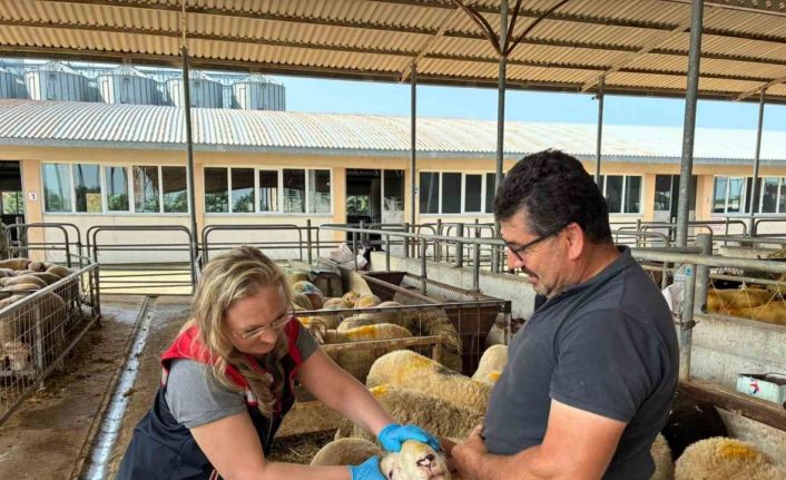 Edirne’de kurban satış alanlarında sıkı denetim