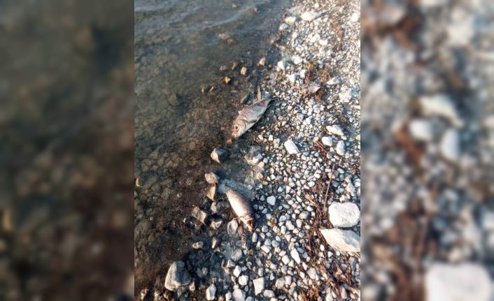 Eğirdir Gölü’nde yüzlerce sazan balığı ölü bulundu