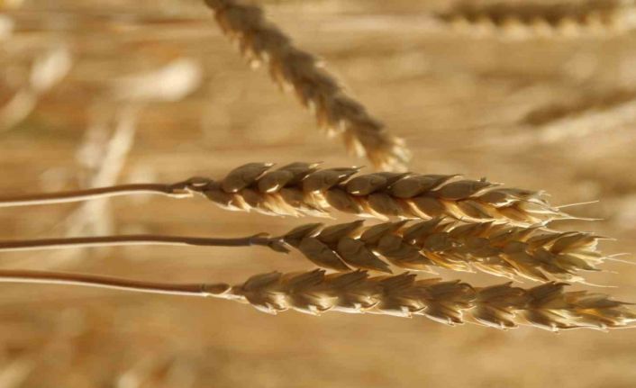 Ekmekçiler makarnacılara göre karlı bir hafta geçirdi