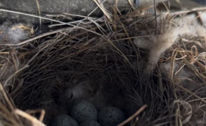 Ekskavatöre yuva yapan kuş için çalışmalar durduruldu