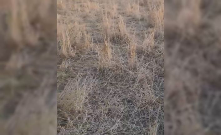 Elazığ’da araziler yaban domuzlarının istilasına uğradı