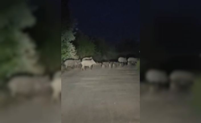 Elazığ’da domuz sürüsü yola indi