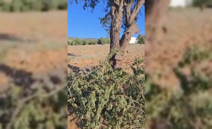 Elazığ’da fırtına ağacı ikiye böldü