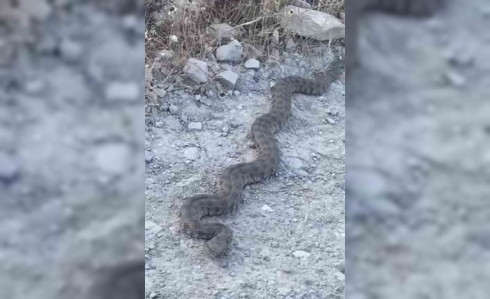 Elazığ’da görüntülenen yılan tedirgin etti