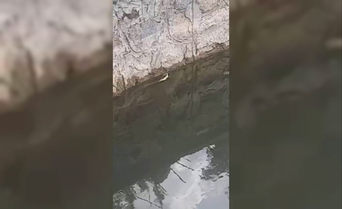 Elazığ’da yılanın balık avı kamerada