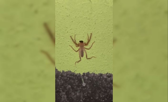 Elazığ’da zehirli etçil sarı kız örümceği görüntülendi