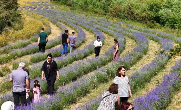 Emekli öğretmenin kurduğu lavanta bahçesi dünyanın dört bir yanından misafirlerini ağırlıyor